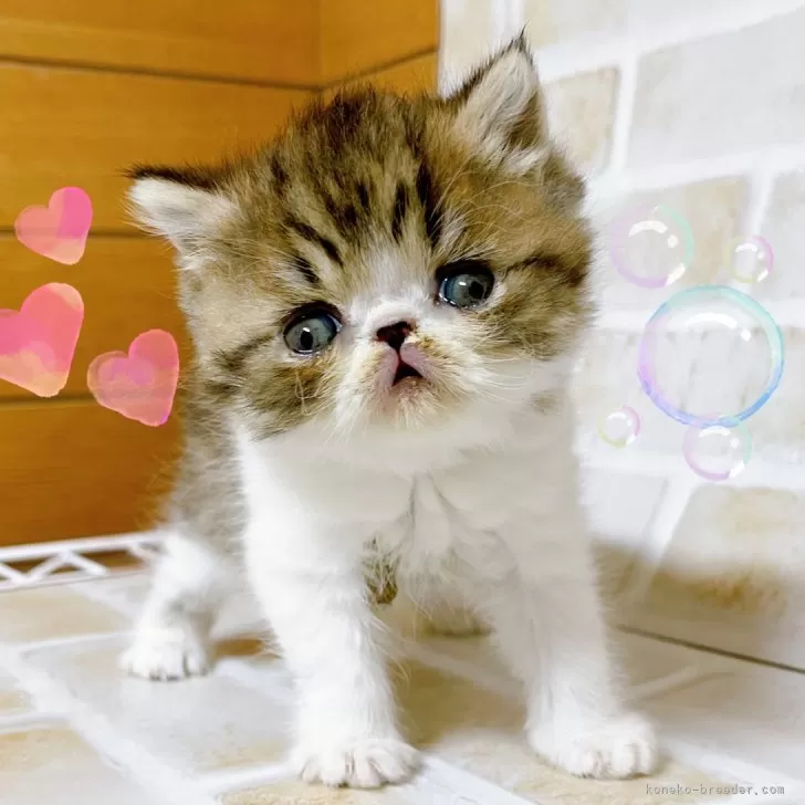 ID:2501-01233の子猫
