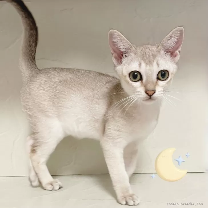 シンガプーラ【東京都・女の子・2025年8月4日・セピアアグーティ】の写真1