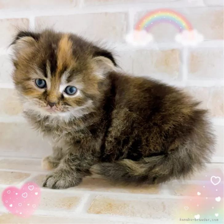 ID：2504-02118の子猫
