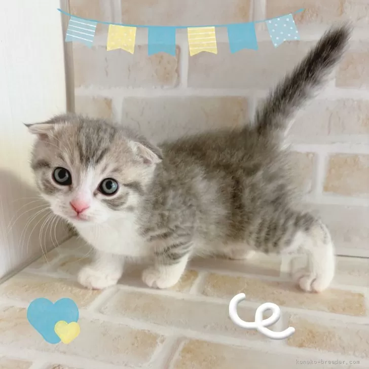 ID：2504-02155の子猫