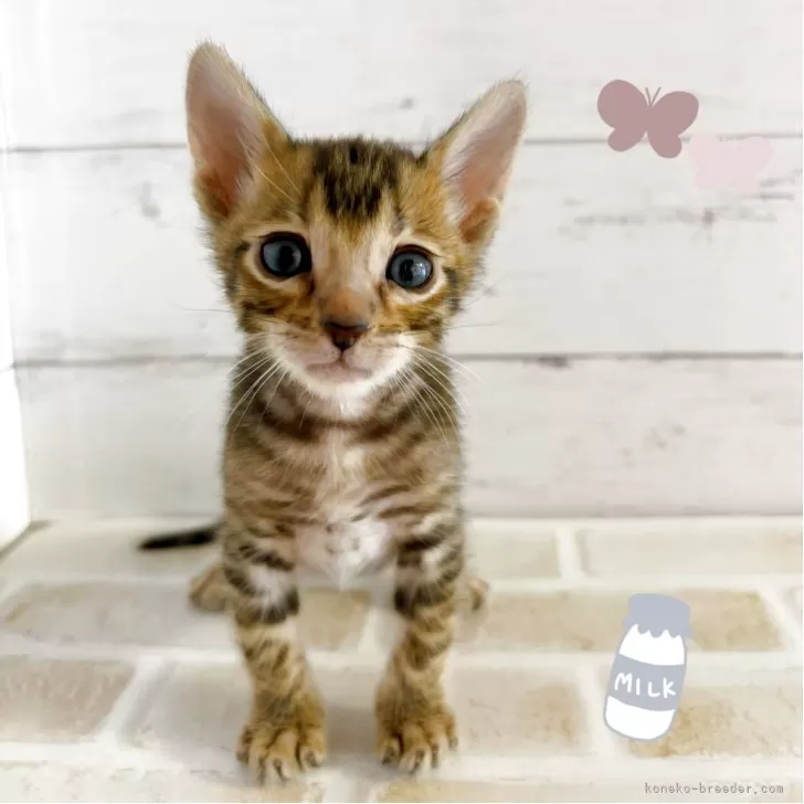 ID：2505-01130の子猫