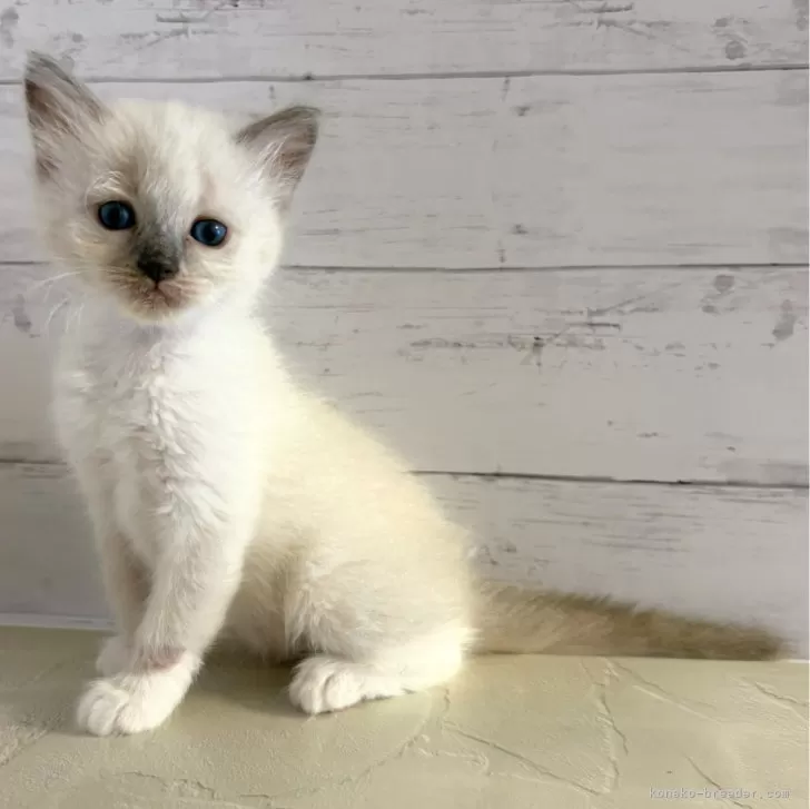 ID：2507-02621の子猫