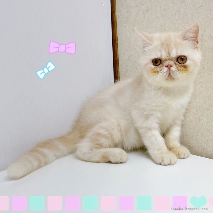 ブリーダー画像