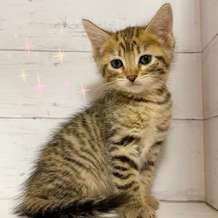 アメリカンカール【東京都・女の子・2025年9月10日・ブラウンマッカレルタビー】の写真1