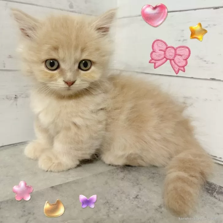 ID:2507-01152の子猫