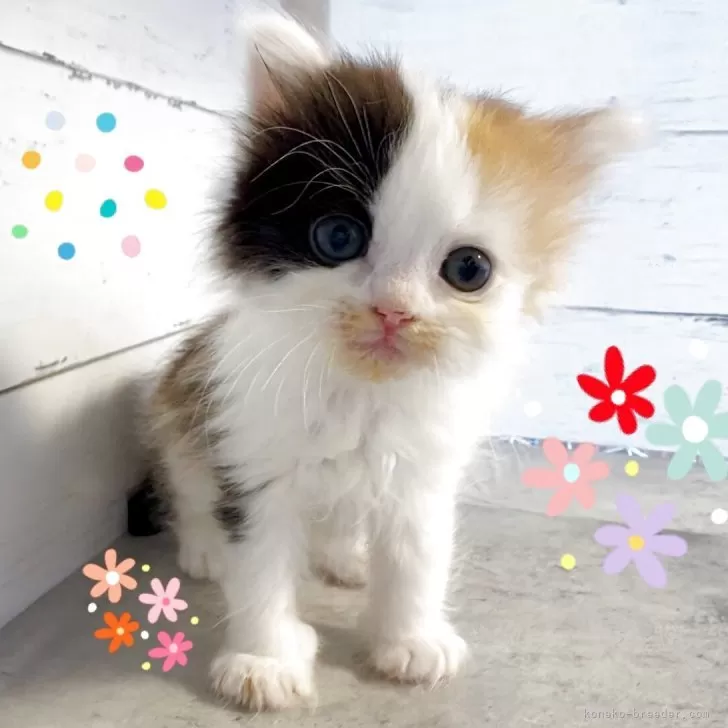 まるこ 様のお迎えした子猫