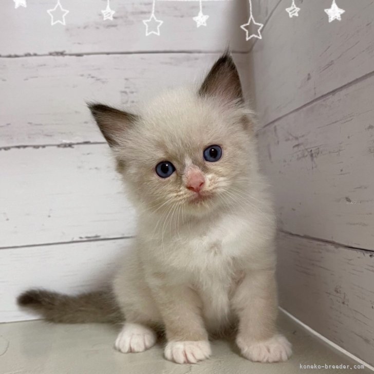 ブリーダー画像