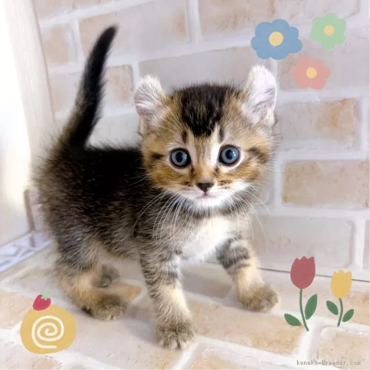 ID：2504-01294の子猫