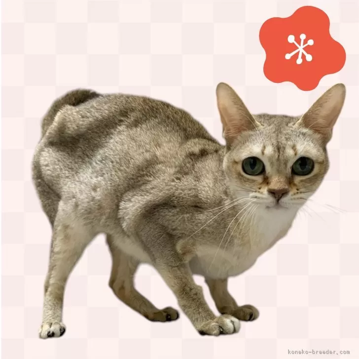 ID:2501-00245の子猫