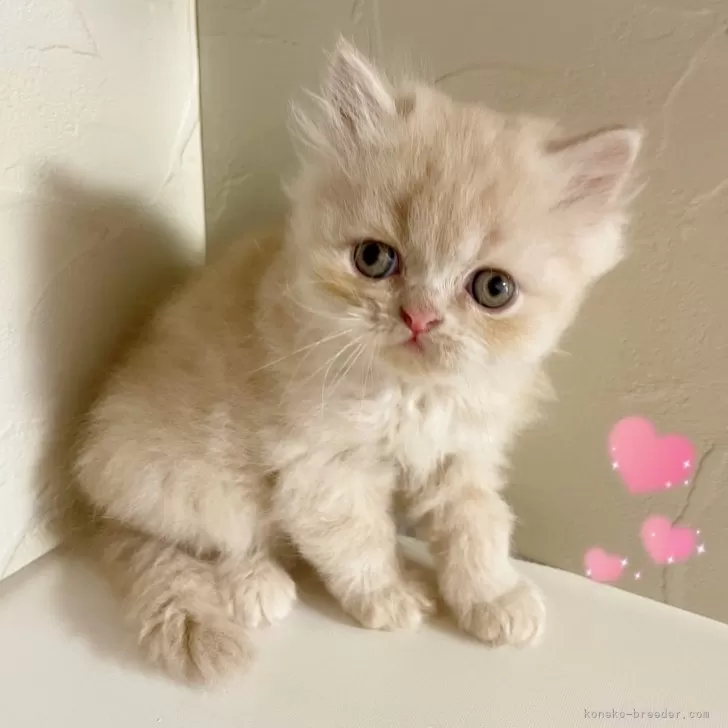 エキゾチックショートヘア【東京都・男の子・2025年8月5日・クリーム&amp;ホワイト】の写真1