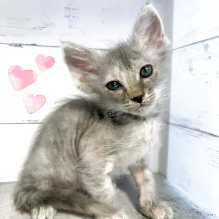 ID：2506-00685の子猫