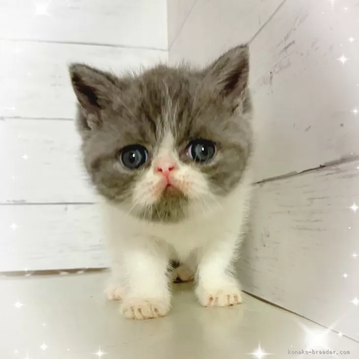 レモン 様のお迎えした子猫