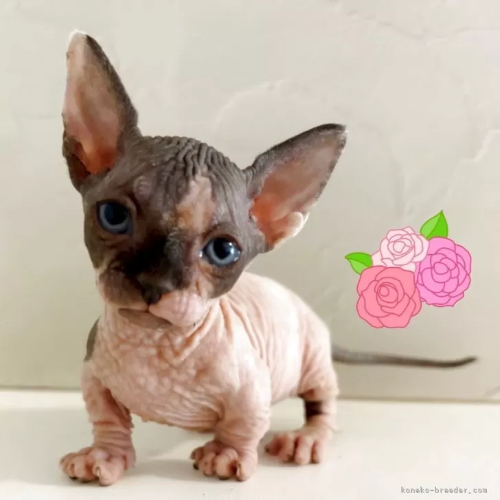 A.A 様のお迎えした子猫