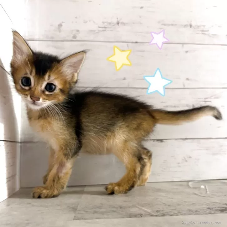 ID：2506-01762の子猫