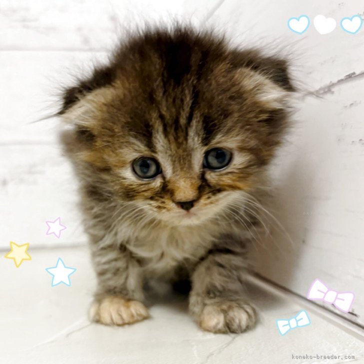 ブリーダー画像