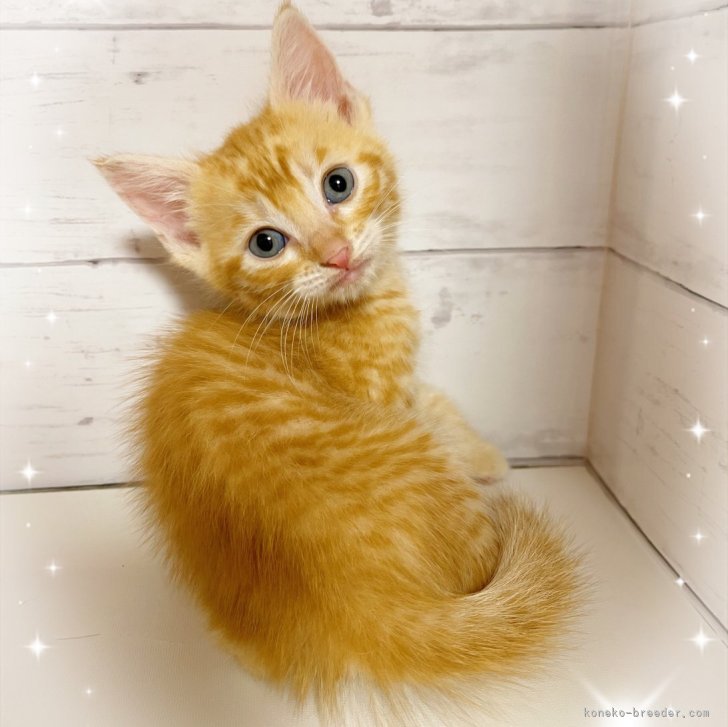 ブリーダー画像