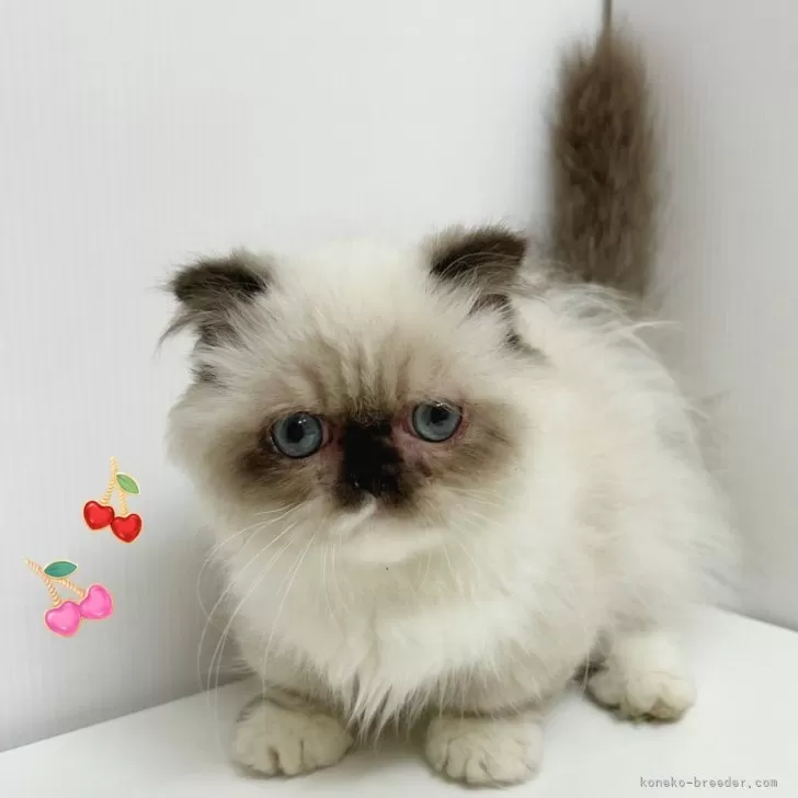 ID:2505-01834の子猫