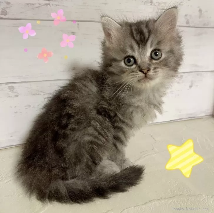 ミヌエット(長足)【東京都・女の子・2025年8月9日・ブルータビー】の写真1