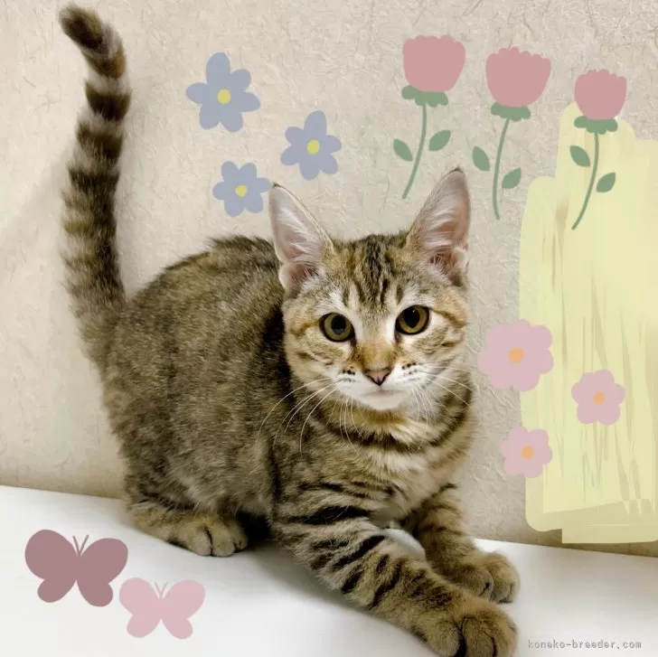 ID：2412-02071の子猫