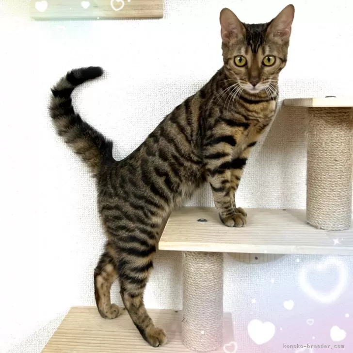 桃代 様のお迎えした子猫