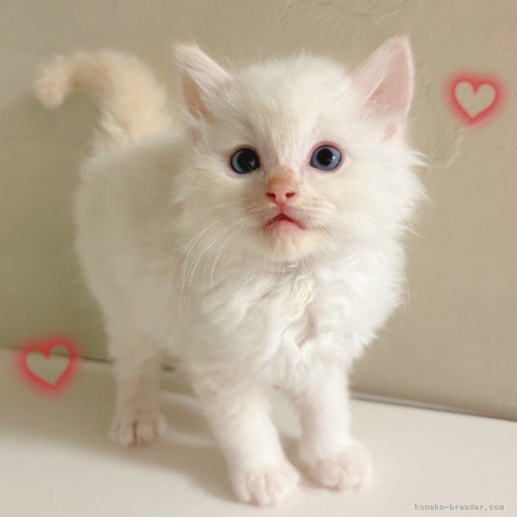 ブリーダー画像