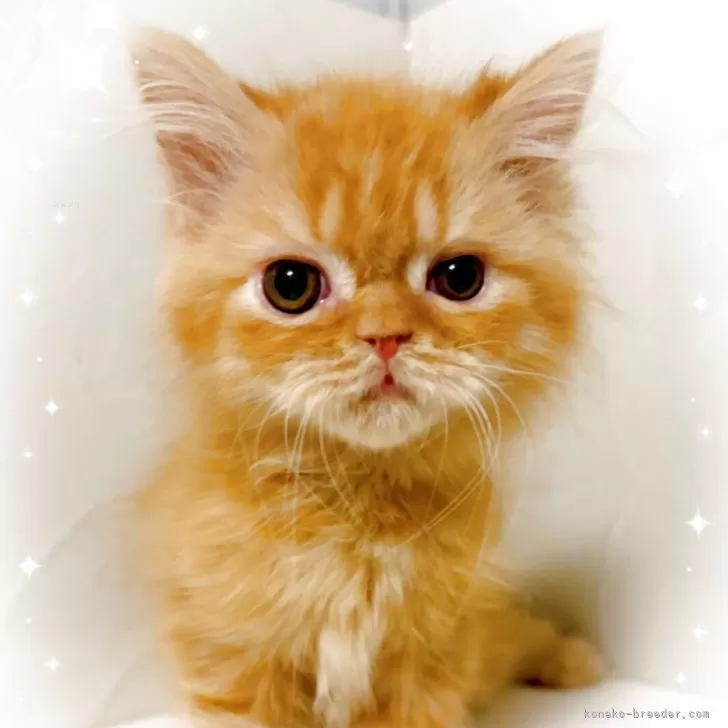 ID:2506-03603の子猫