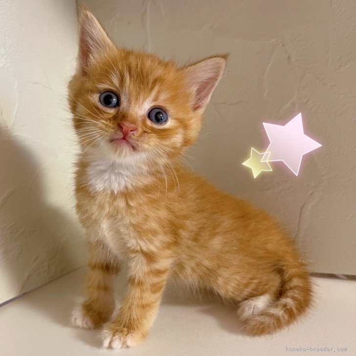 ブリーダー画像