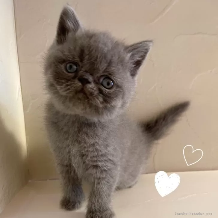 エキゾチックショートヘア【東京都・男の子・2025年8月5日・ブルー】の写真1