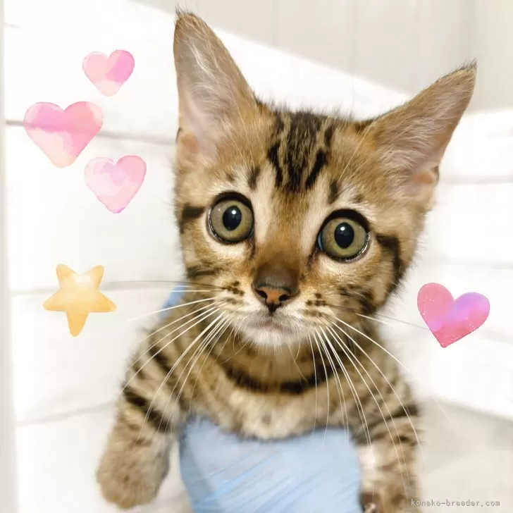 ジェネッタ【東京都・男の子・2025年5月3日・ブラウンスポテッドタビー】の写真1