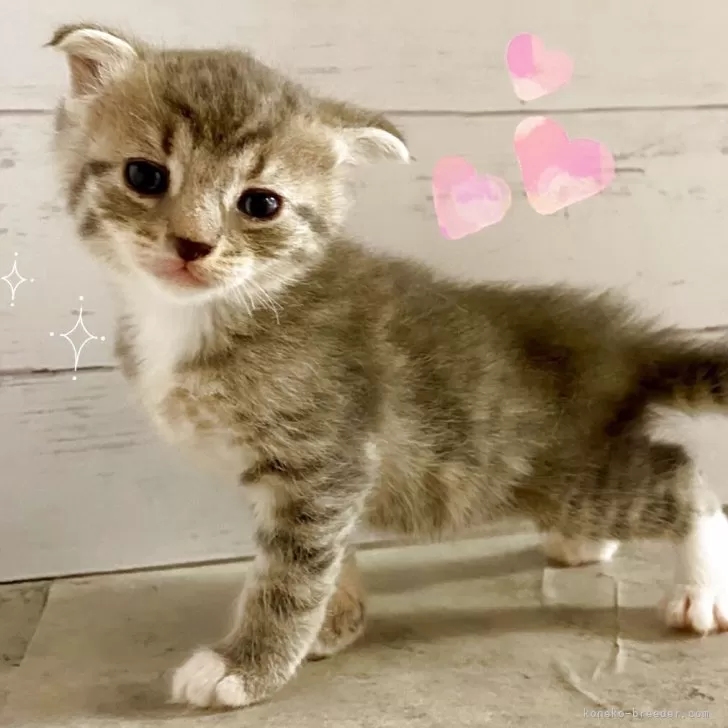 ID：2505-03621の子猫