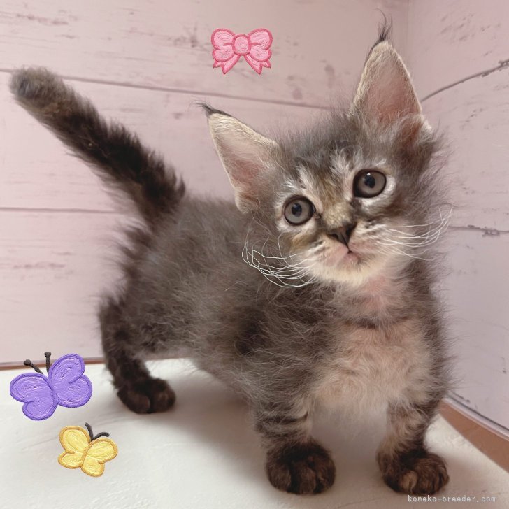 ブリーダー画像