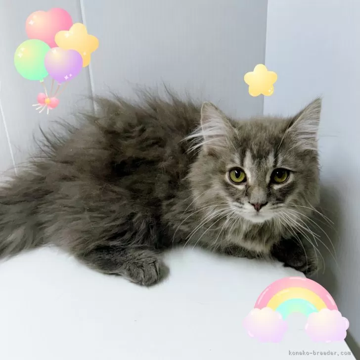 ID:2412-00725の子猫
