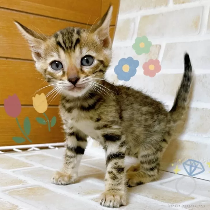 K.T 様のお迎えした子猫