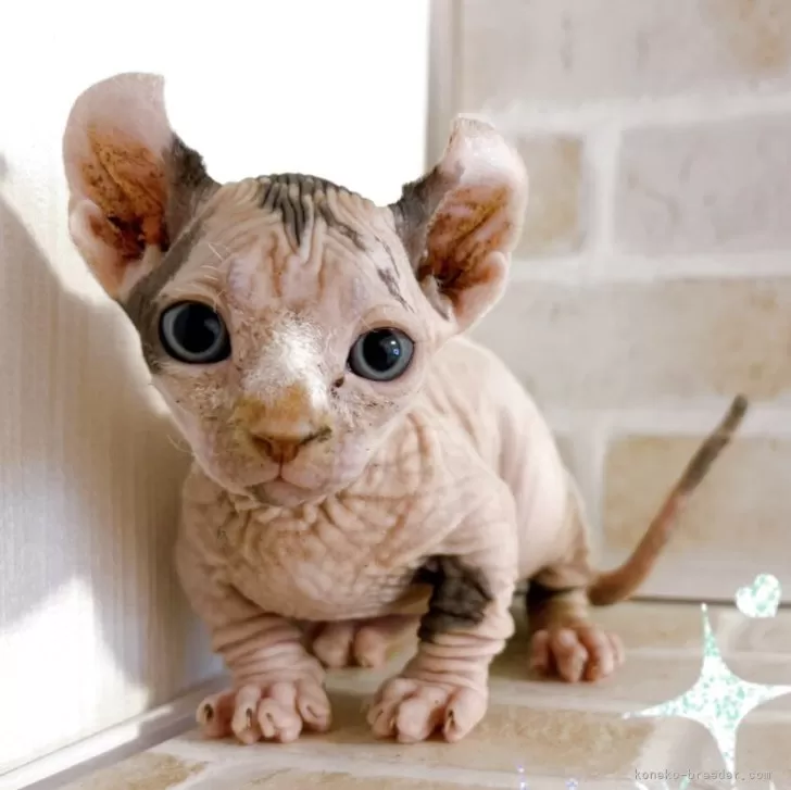 ID：2504-01615の子猫