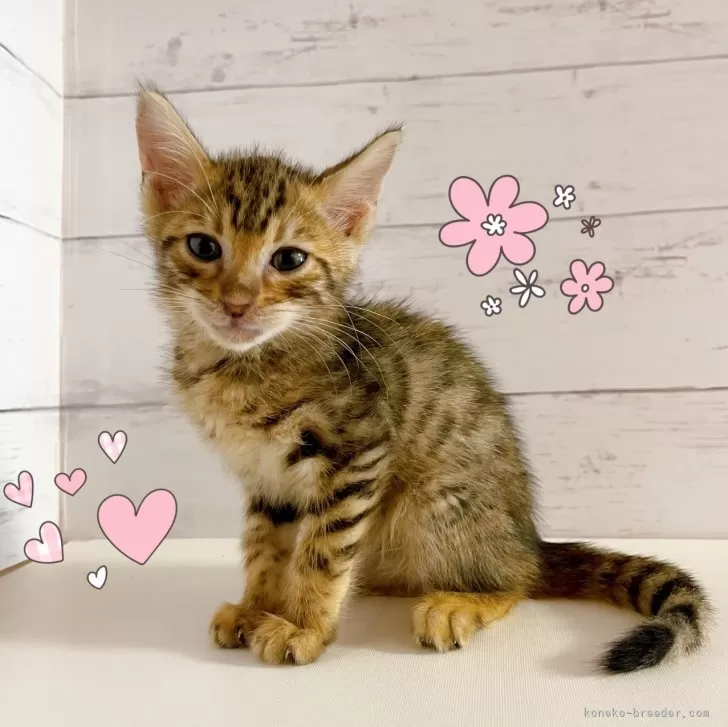 ベンガル【東京都・女の子・2025年8月30日・ブラウンスポテッドタビー】の写真1