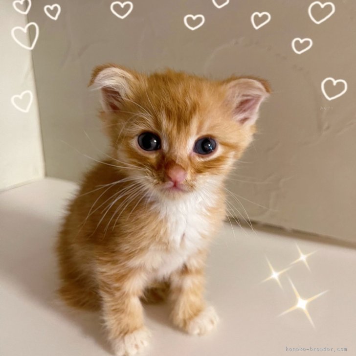 ブリーダー画像