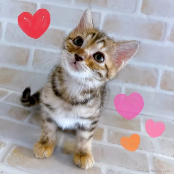ID:2503-02025の子猫