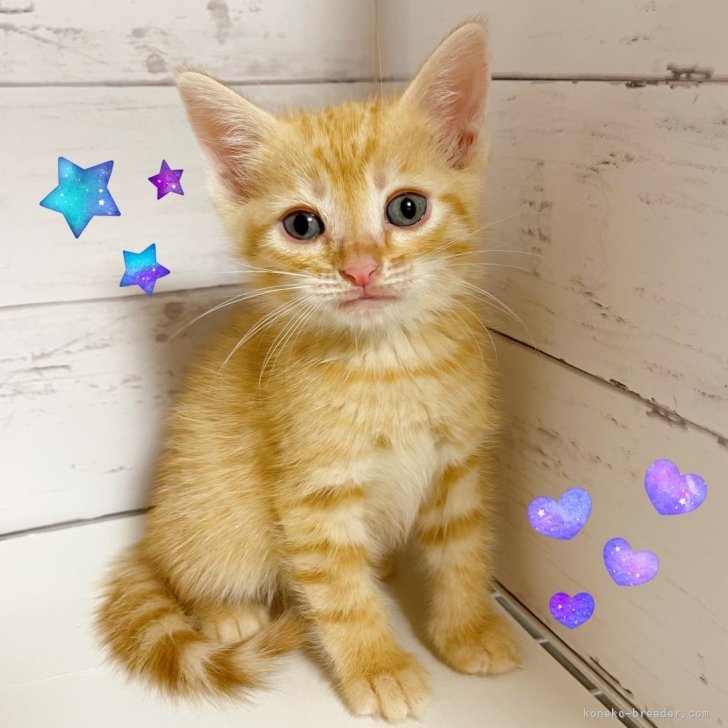 ブリーダー画像