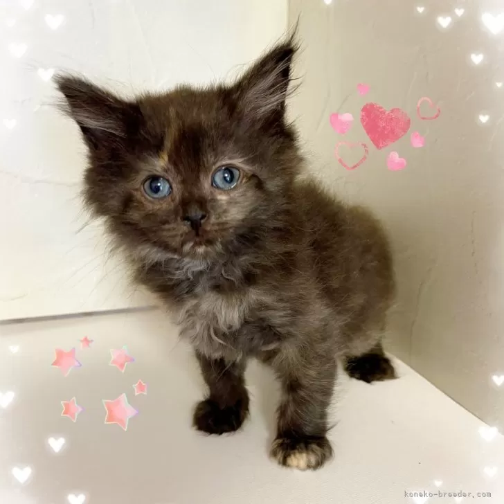 サイベリアン【東京都・女の子・2025年9月16日・トーティー】の写真1