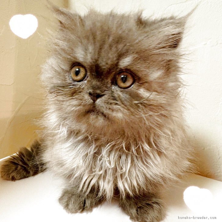 ブリーダー画像