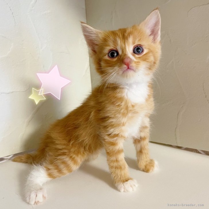 ブリーダー画像