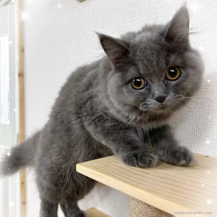 ブリティッシュロングヘア【東京都・女の子・2025年3月23日・ブルー】の写真1