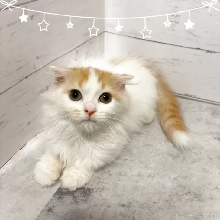 ID：2506-00646の子猫