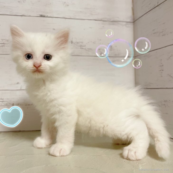 ブリーダー画像