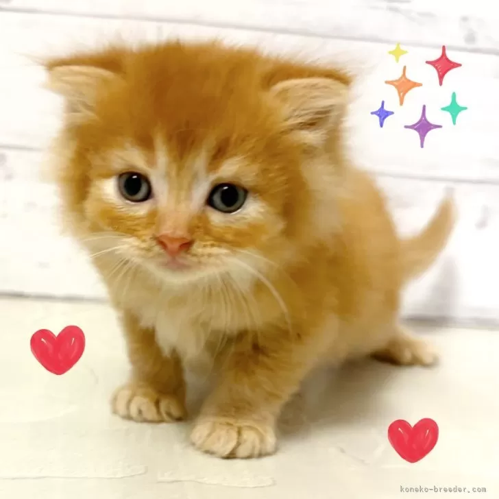 M.A 様のお迎えした子猫