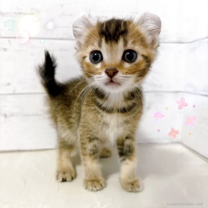 ID:2508-02520の子猫