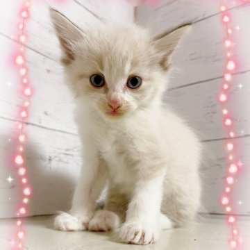 ラグドール【東京都・女の子・2025年10月17日・ブルーポイントバイカラー】の写真「♡ラグドール　ブルーポイントバイカラーの女の子♡」