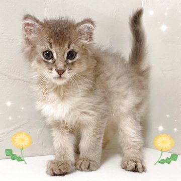 ソマリ【東京都・男の子・2025年6月8日・ブルー】の写真「♡ソマリ　ブルーの男の子♡」