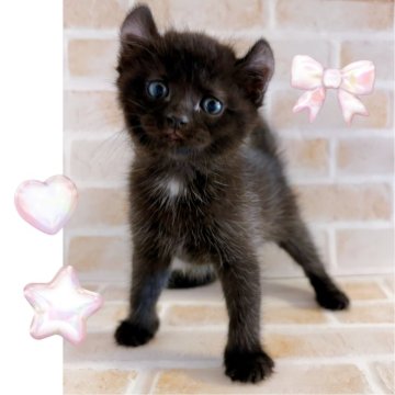 アメリカンカール【東京都・女の子・2025年3月5日・ブラック】の写真「♡アメリカンカール　ブラックの女の子♡」