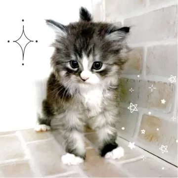マンチカン【群馬県・男の子・2015年5月28日・シルバータビー マンチカン【群馬県・男の子・2015年5月28日・シルバータビー